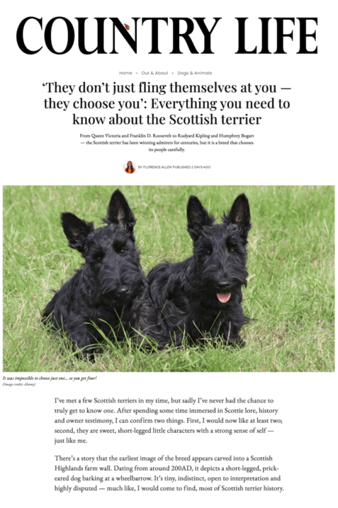 Scottish Terrier Country Life 18 January 2026